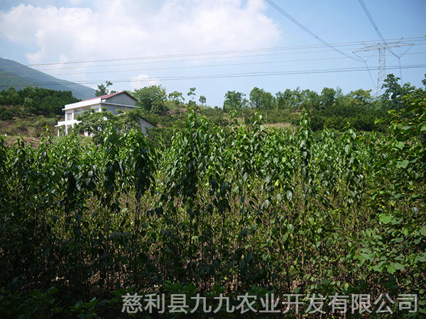 江垭基地