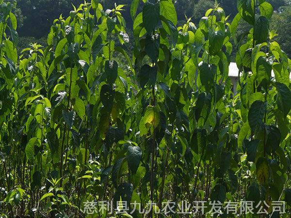 江垭基地