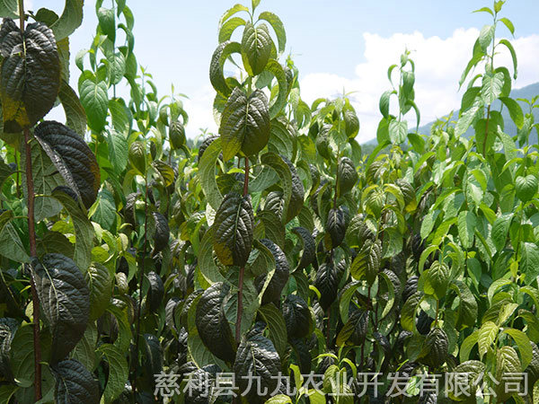 新城区基地