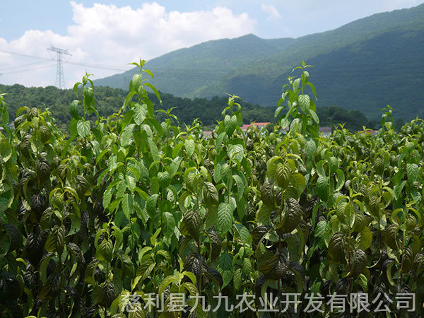 新城区基地