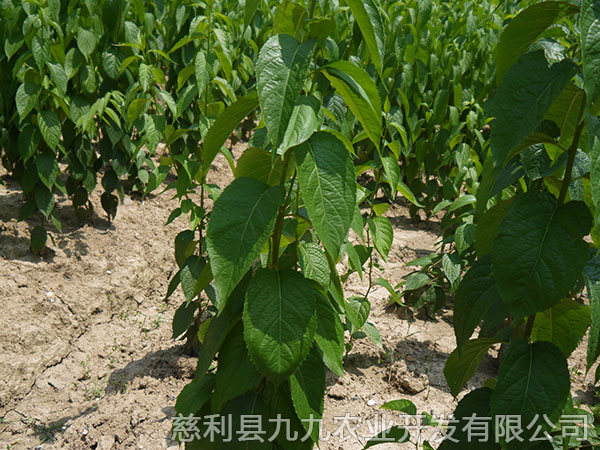 本地杜种苗（粘木苗）