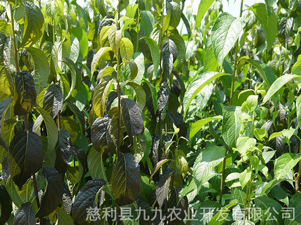 华仲5号