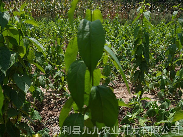 本地优选2年苗(价格面议）