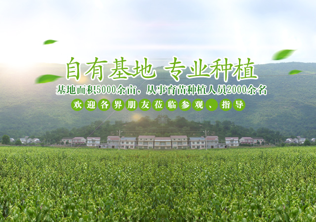 慈利县九九农业开发有限公司_张家界粘木苗销售|杜仲种植|苗木销售