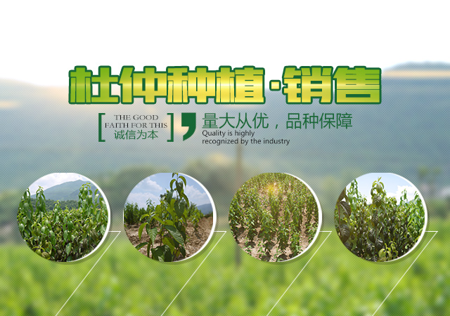 慈利县九九农业开发有限公司_张家界粘木苗销售|杜仲种植|苗木销售