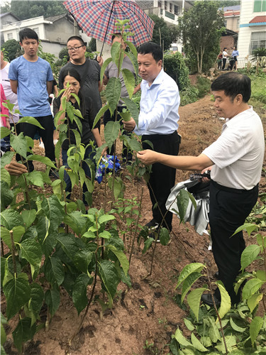 慈利县九九农业开发有限公司,张家界粘木苗销售,杜仲种植,苗木销售 慈利县九九农业开发有限公司,张家界粘木苗销售,杜仲种植,苗木销售